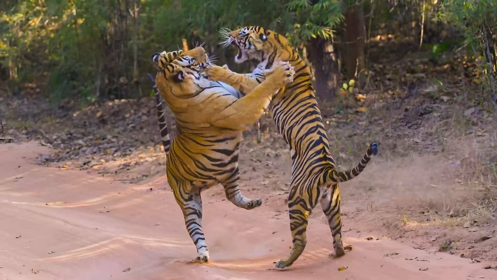 2-Day Ranthambore Tiger Safari Tour From Jaipur